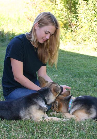 Second-year veterinary medicine student Joy Griffith plays with Ada and Amanda, her German Shepherd foster dogs.