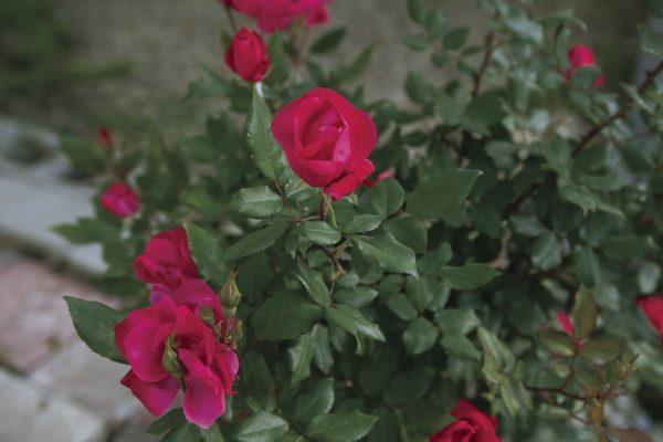 Newly bloomed roses adorn the center of Lakeshore Berries and Farms. 