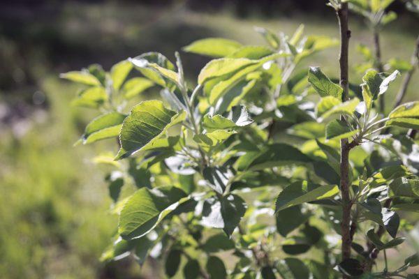 A kiwi plant waits to bloom in Nappe's backyard. He grows specific plants based on his region. 