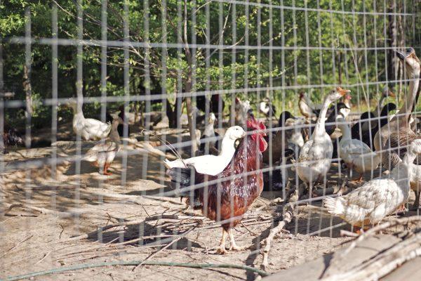 Geese, chicken and ducks live together on a man made pond just a few feet from Nappe's house. 