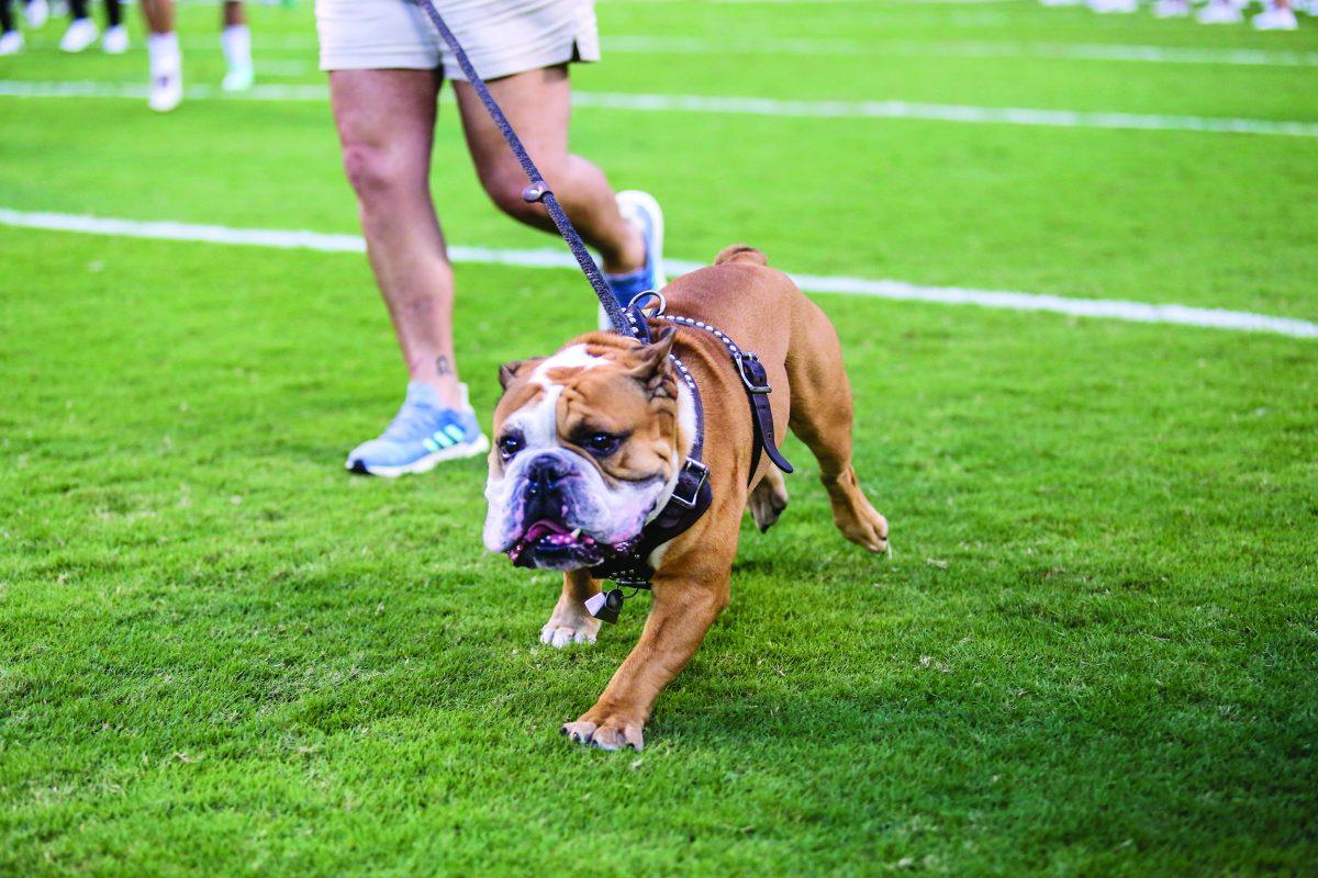 Bully runs out on to the field before a football game. Bully XXI’s name is “Jak” and he runs out onto the field before every home football game.