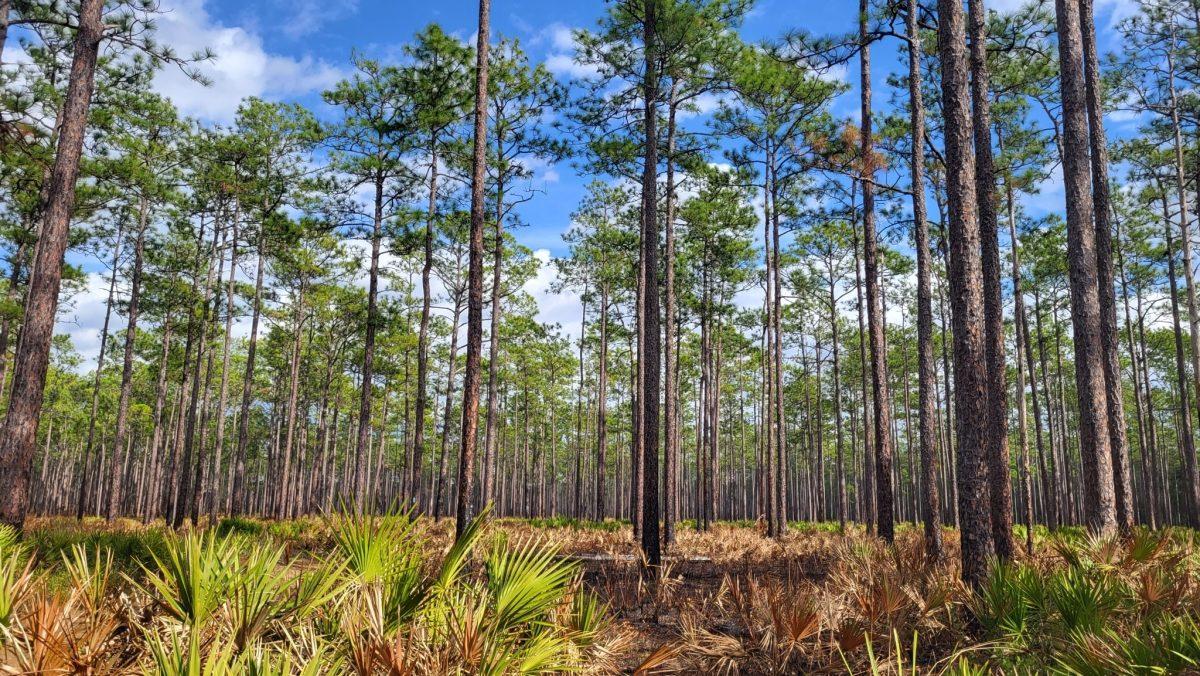 The longleaf pine forest was once an incredibly vast feature of the Southeast, its range defined by frequent widespread fires. 