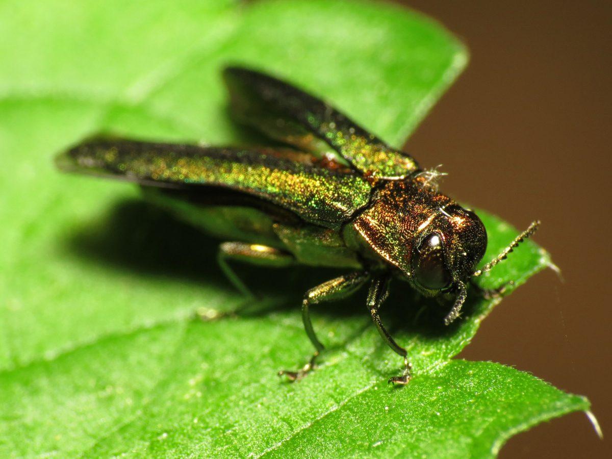 The emerald ash borer has been rapidly spreading across North America, killing up to 99% of ash trees in its path.