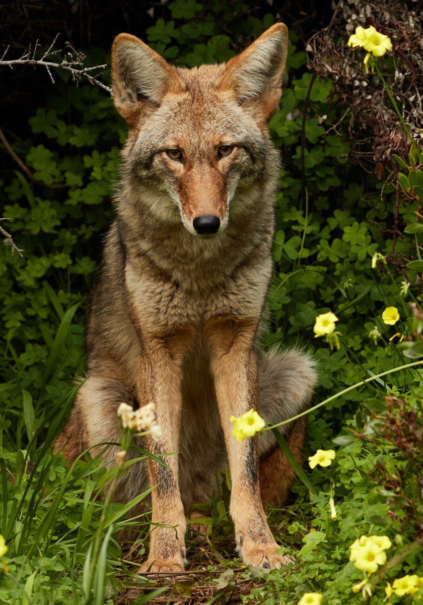 Coyotes are abundant in Mississippi and are natural predators, preying on small animals.