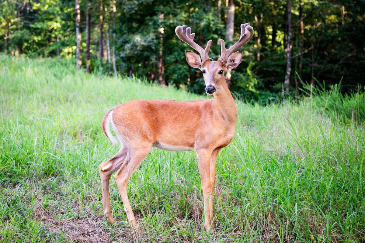 The Mississippi Department of Wildlife, Fisheries and Parks (MDWFP) reported an estimated deer population of 1.75 million living in Mississippi as of 2023.