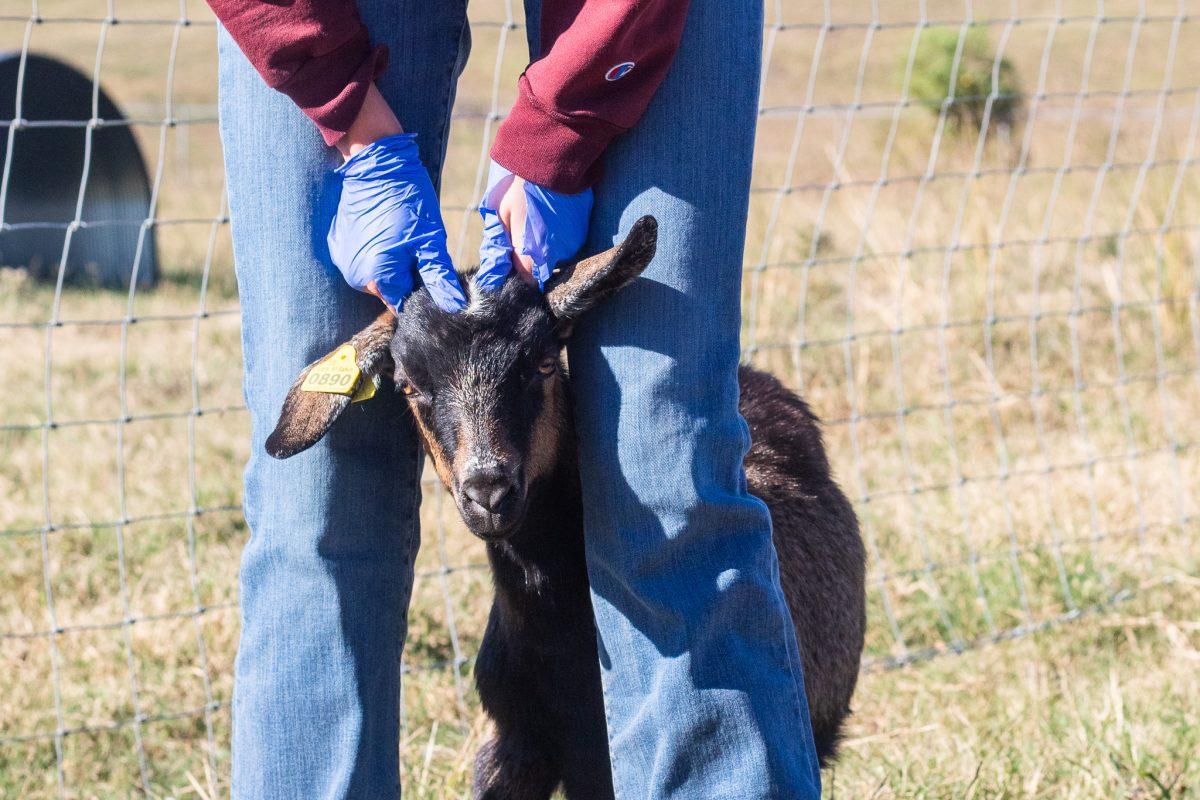 The new goat herd will expand MSU research on livestock.