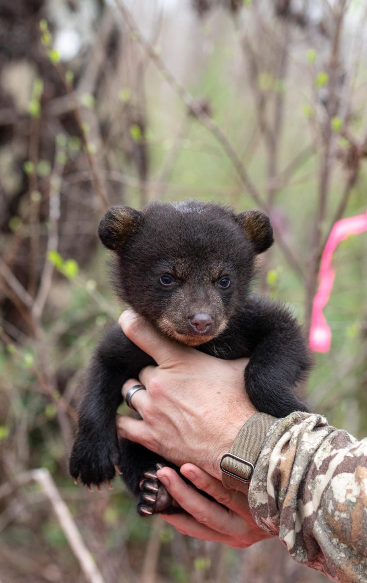 In recent weeks, MDWFP and MSU researchers have been visiting black bear dens across the state to study the reproductive success of female bears.