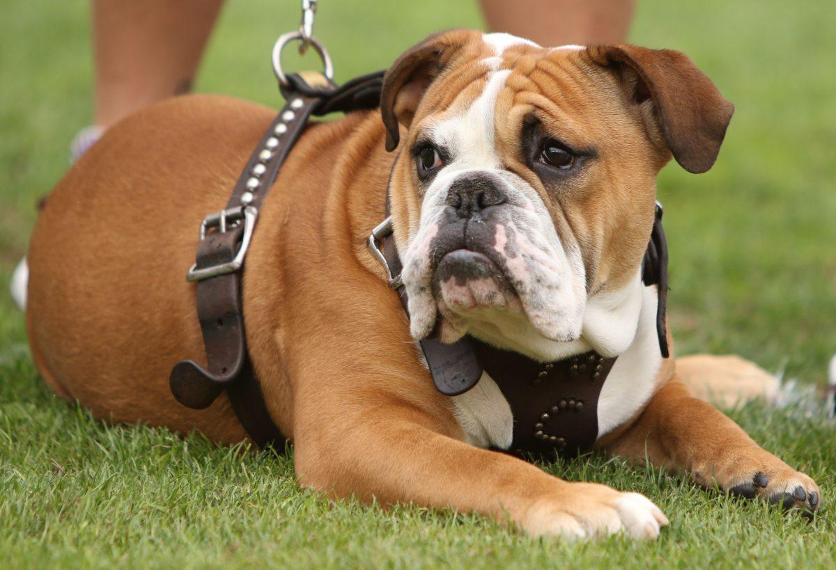 Bully XXI (pictured), better known as Jak, is the current English bulldog serving as MSU’s official mascot. His official name is ‘Cristil Golden Prince,’ after the late MSU broadcaster, and he never fails to make an appearance when Bulldog spirit is necessary.