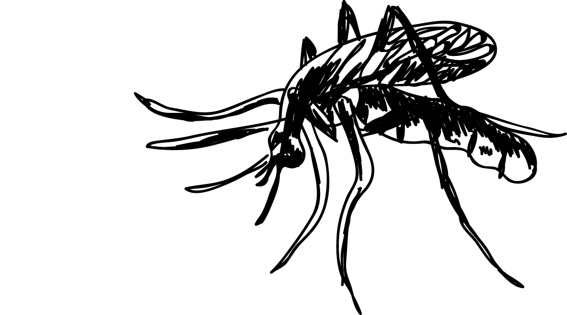 Mosquito+Sketch