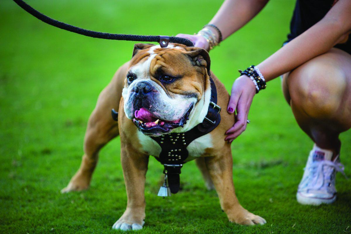 Cristil’s Golden Prince, aka Jak, looks on at a football game. MSU has not released an official comment in response to PETA’s letter about Bully.