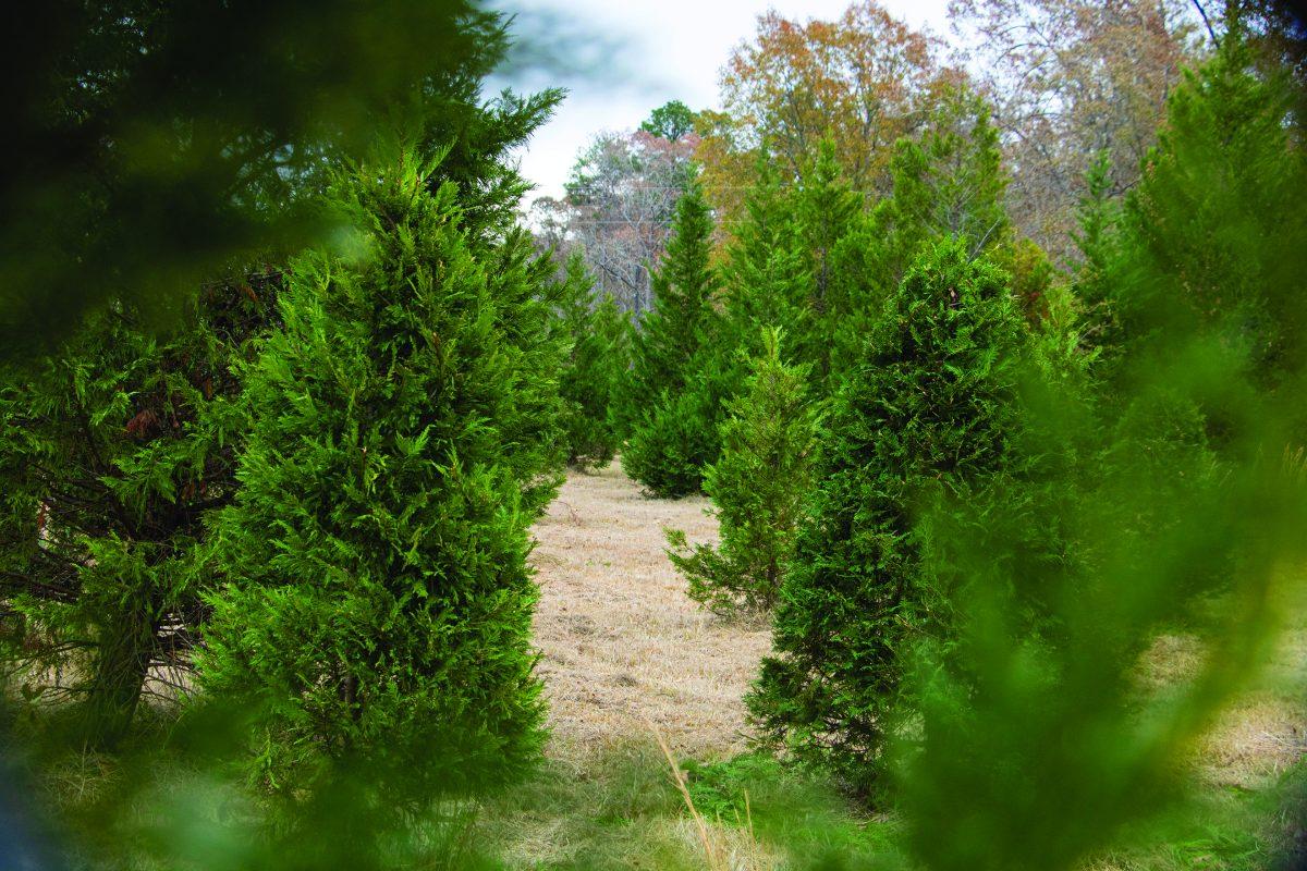 Mississippi farmers are growing more trees in response to a nationwide Christmas tree shortage. Pictured are trees from Childress Christmas Tree Farm in nearby Aberdeen, MS.