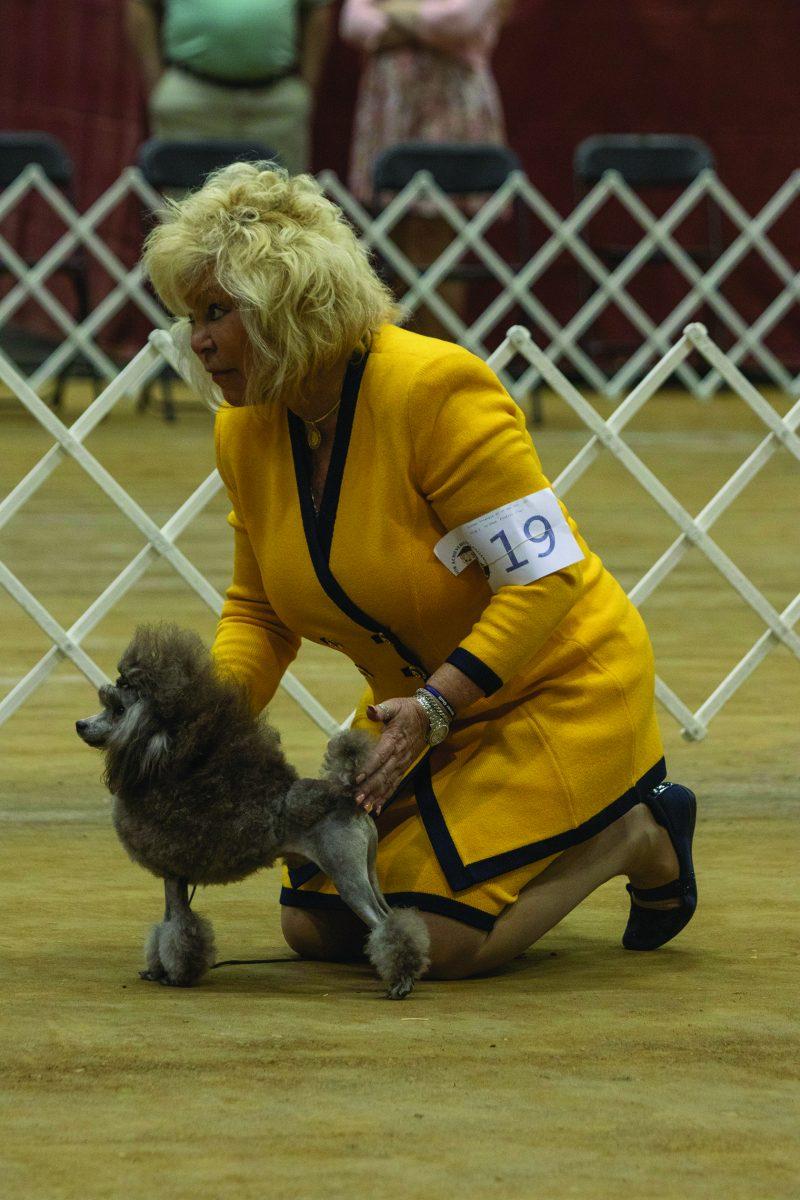 A contestant shows off her miniature poodle at the 2020 Golden Triangle Kennel Club Dog Show.