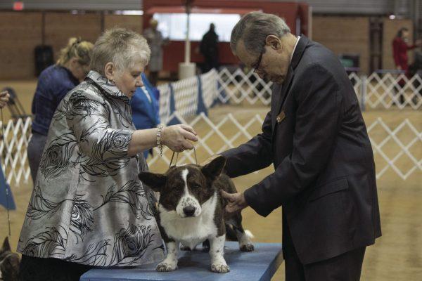 Over 450 dog owners competed in the Golden Triangle Kennel Club Dog Show held Saturday and Sunday at the Mississippi Horse Park.