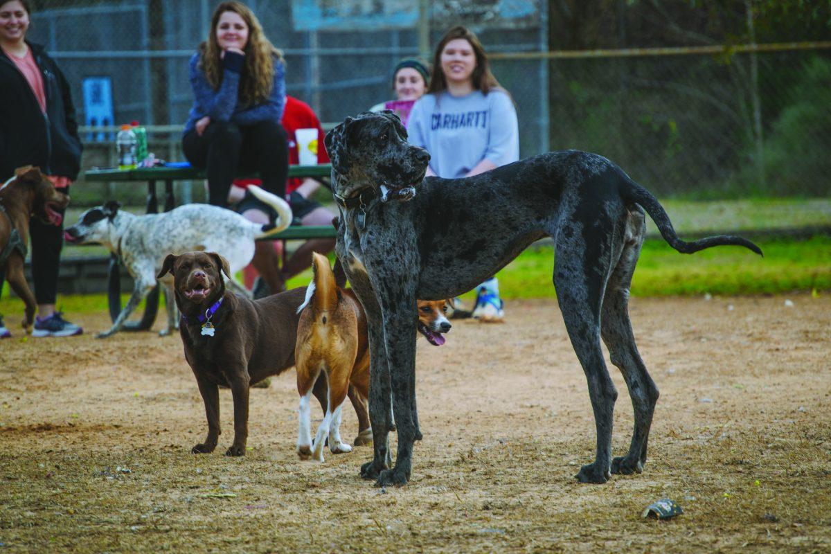 Dogs and owners spend time at the Starkville Dog Park located at 405 Lynn Lane. Parks and Recreation is in the process of renovating the park.