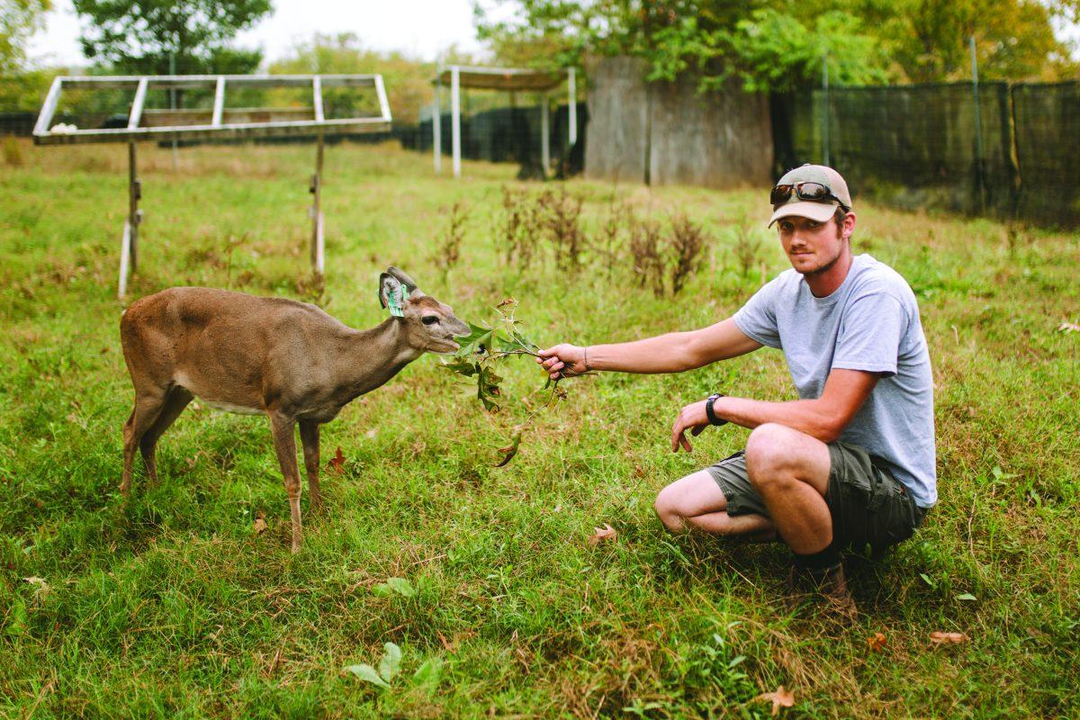 Graduate student Luke Resop feeds Belle. Resop came to MSU to study whitetail deer since the lab is nationally known for their work.
