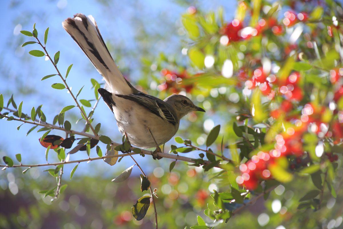 A mockingbird perched on a tree branch outside of the Chapel of Memories.