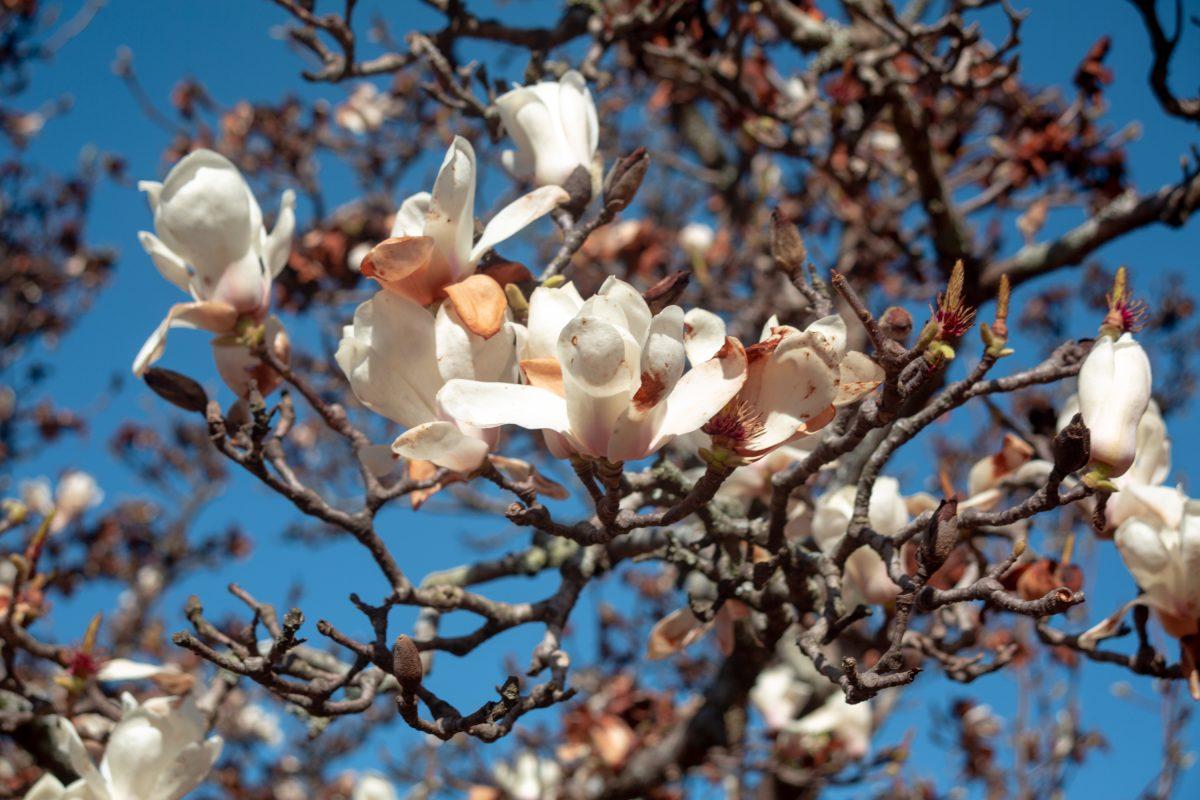 A magnolia tree is beginning to bloom outside of an engineering building on campus.