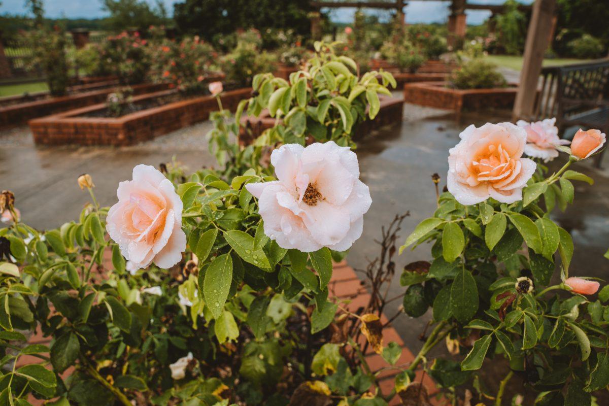 The Veterans Memorial Rose Garden offers its visitors the opportunity to view more than 30 varieties of new and traditional roses and over 200 plants from across the world.