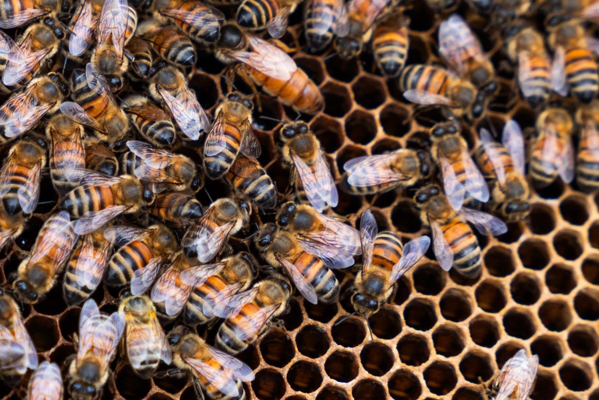 Last year was the worst production year in recent memory for Mississippi beekeeping.