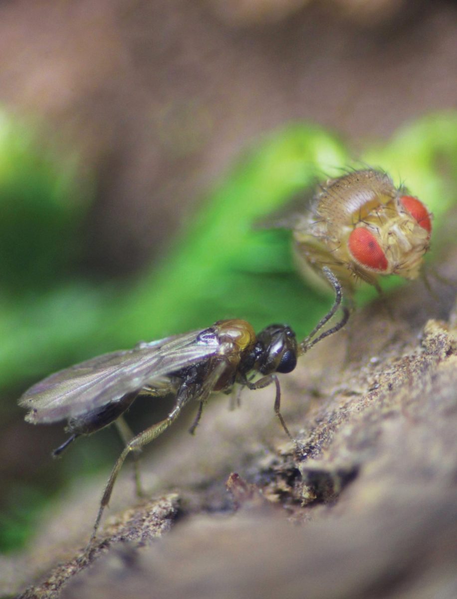 New species of parasitoid wasp discovered in Starkville