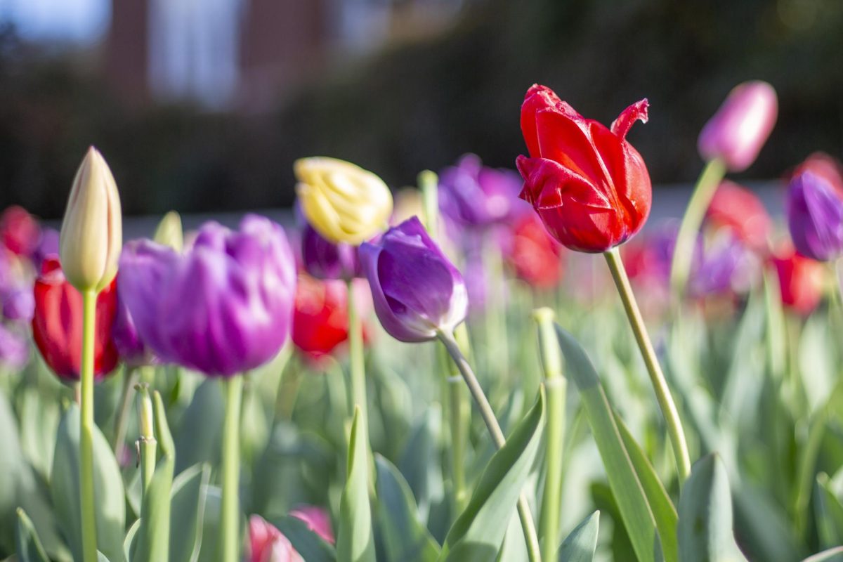 MSU's Campus Landscape planted 24,000 tulip bulbs this year.
